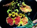 Tolumnia Big Bang